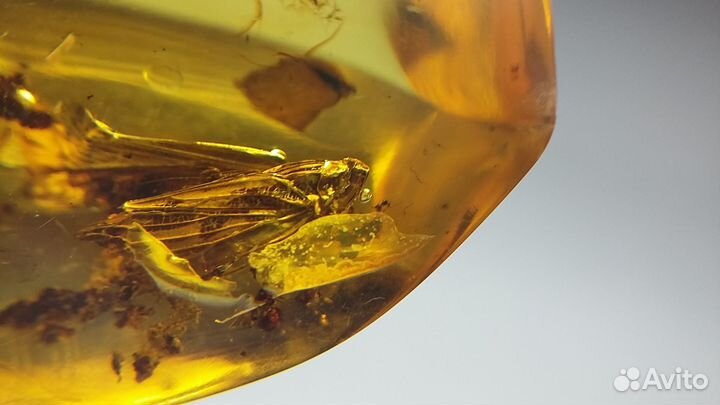 Натуральный янтарь с инклюзом, цикада
