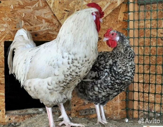 Инкубационное яйцо Пушкинской породы