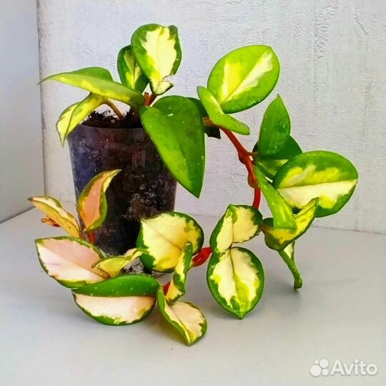 Хойя Карноза триколор