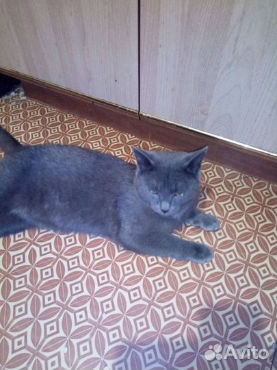 Кошка в дар бесплатно