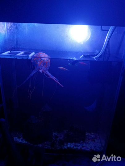 Аквариум со всем содержимым