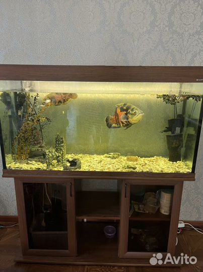 Аквариум 200 литров с тумбой