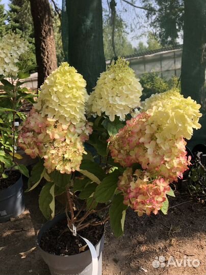 Новинки метельчатая гортензия