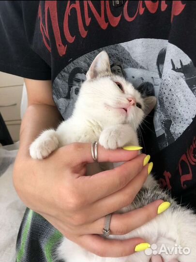 Плюша ищет семью