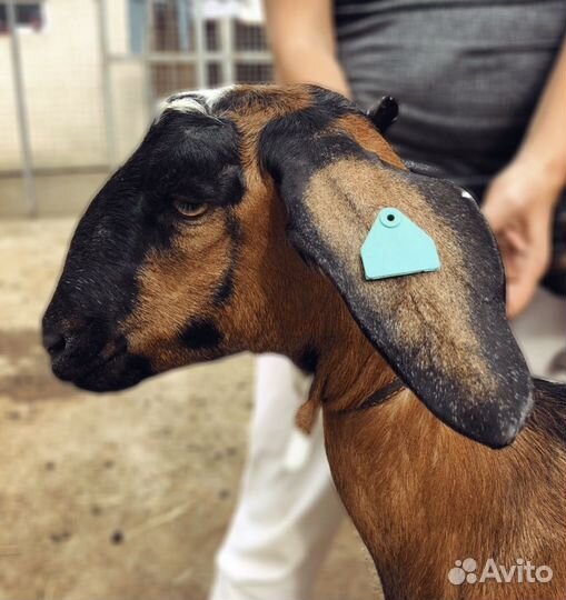 Дойные нубийские козы