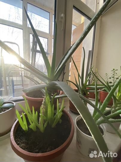 Цветок алоэ