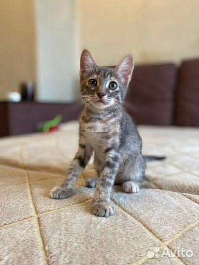 Кошка милашка