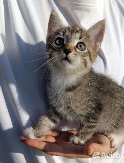 Котята метизы