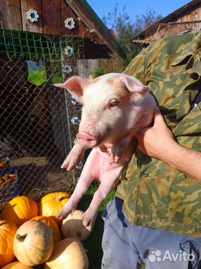 Продам поросят
