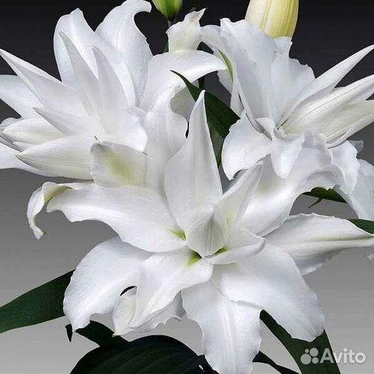 Луковицы лилий опт