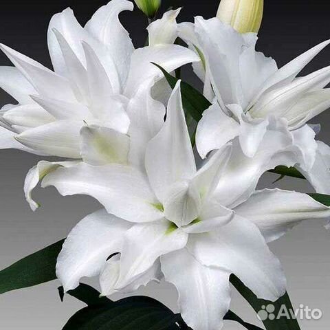 Луковицы лилий опт