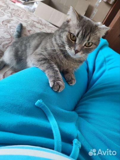 Британская кошка бесплатно