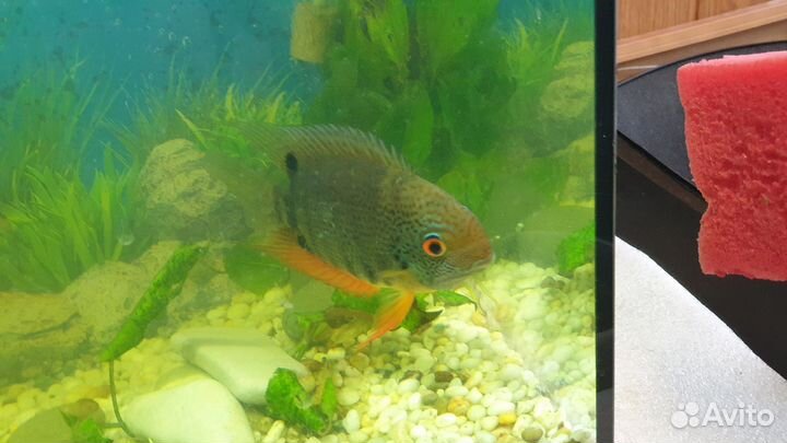 Северум гайанский notatus нотатус