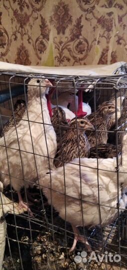 Перепела, перепелята, птица сельхоз назначения