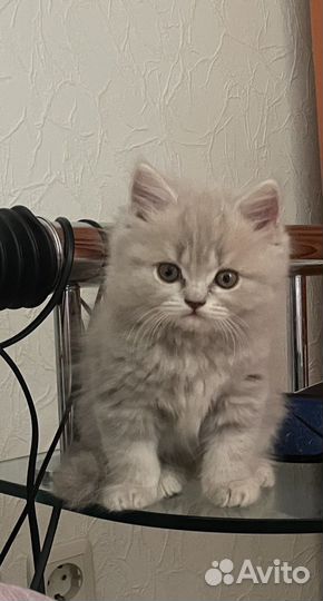 Британские котята