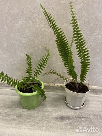 Папоротники