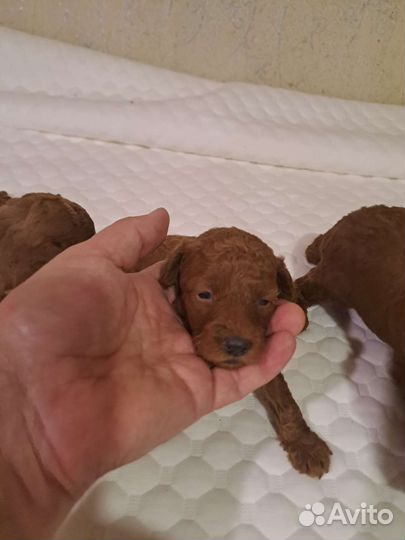 Щенки той пуделя. Мальчики. С. документами. скор