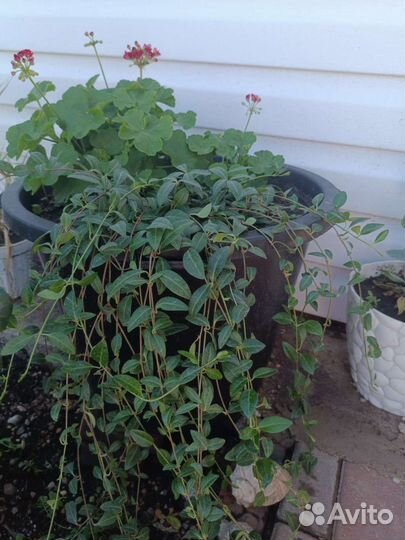 Барвинок (делянка несколько шт)