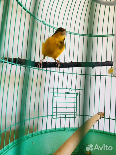 Кенары певчий