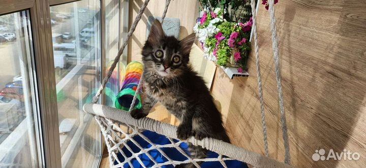 Пушистый котенок девочка