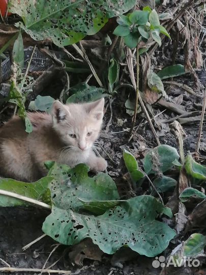 Котята в добрые руки