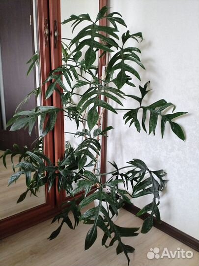 Филодендрон