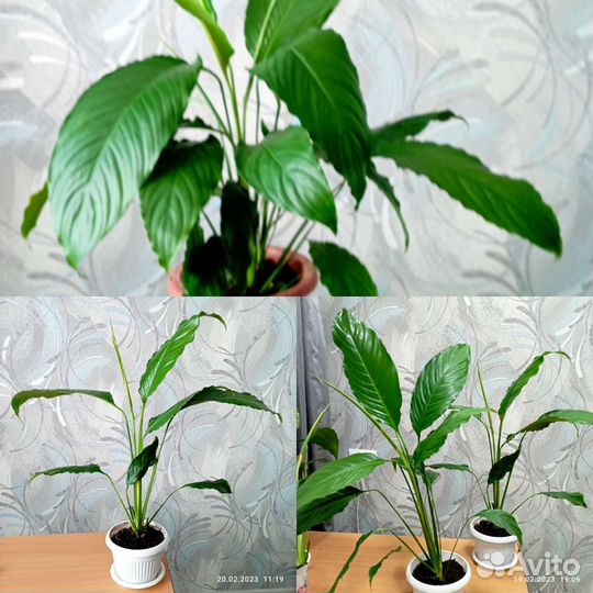 Спатифиллум