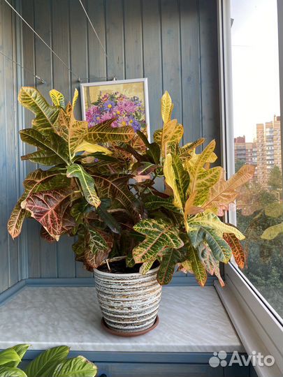 Кротон кодиеум экселент 75см