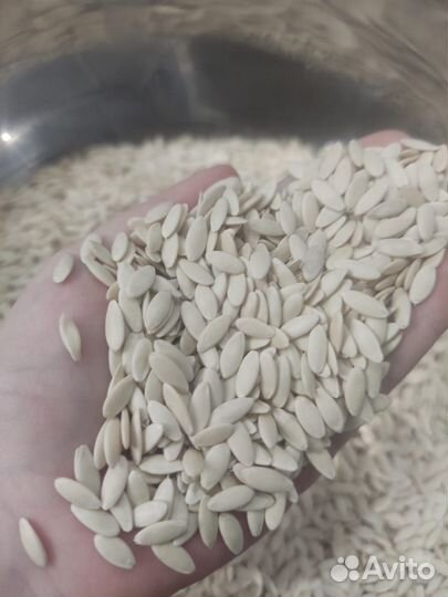 Семена весовые огурцов Феникс+ и Хабар