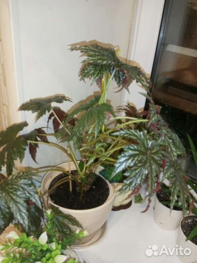 Бегония Грифон