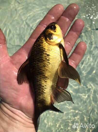 Рыба карп кои и комета