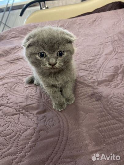 Шотландские вислоухие котята