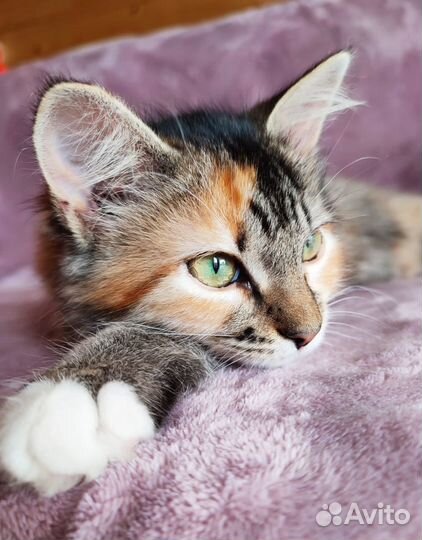 Кошки