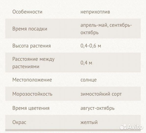 Хризантема корейская цветы Гомпи Елоу