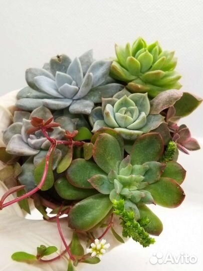 Красивые суккуленты 8