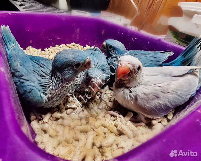 Птенцы-выкормыши ожерелового попугая, голубые