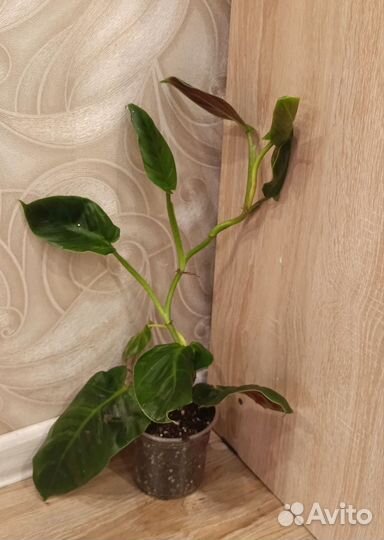 Филодендрон субхастатум, Калатея