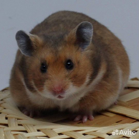 Хомяк сирийский