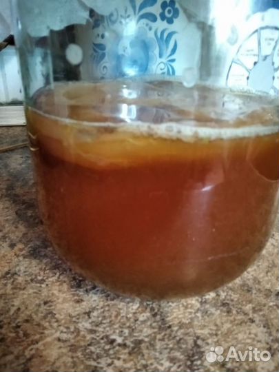 Чайный гриб