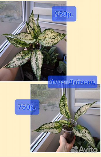 Комнатные растения цветы