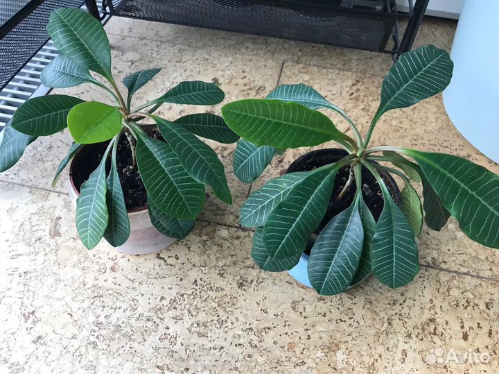 Молочай Эуфорбия