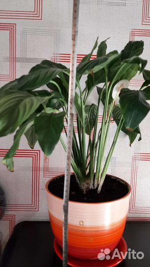 Продам комнатные растения