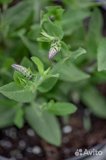 Шалфей дубравный