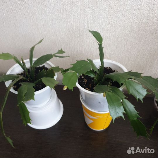 Комнатные цветы Березка/Циссус