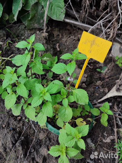 Мята сортовая