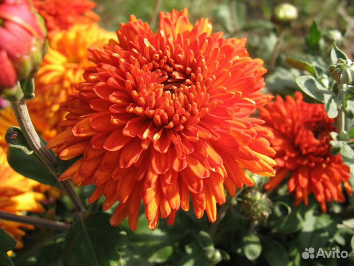 Хризантема корейская