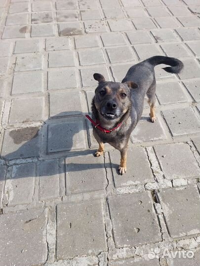 Собака в семью