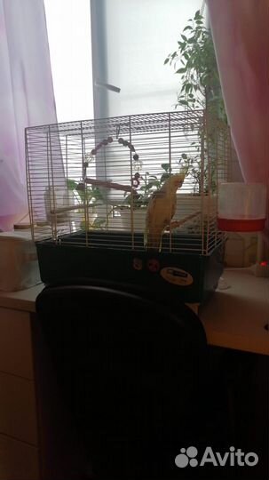 Попугай корелла с клеткой