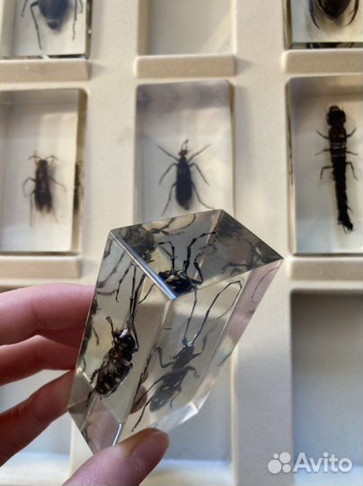 Насекомые в смоле