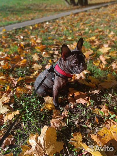 Вязка французский бульдог